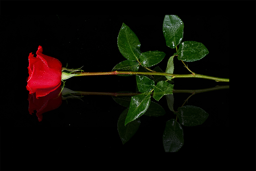 00-red-rose-reflection-20180509_165359A900