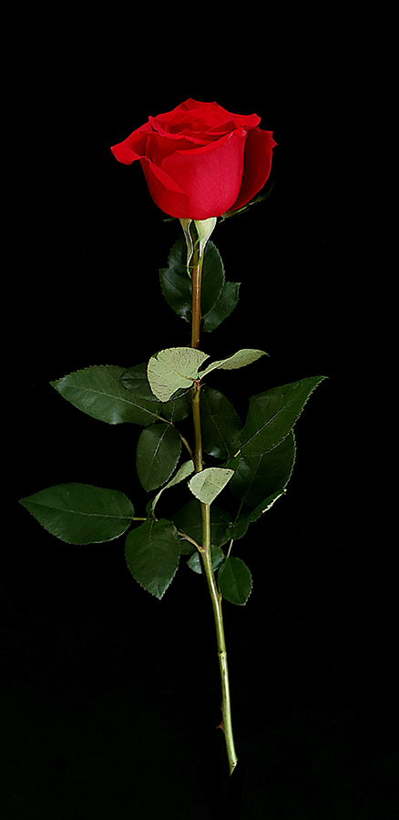 00-redrose-vtz20180509_165022_41286650434_A900