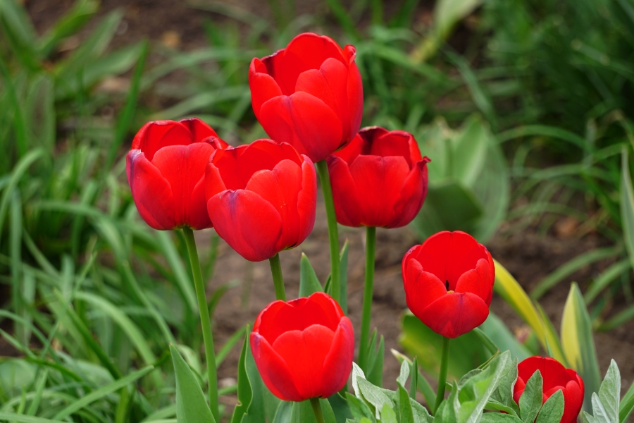 00-redtulips-DSC05343_A900