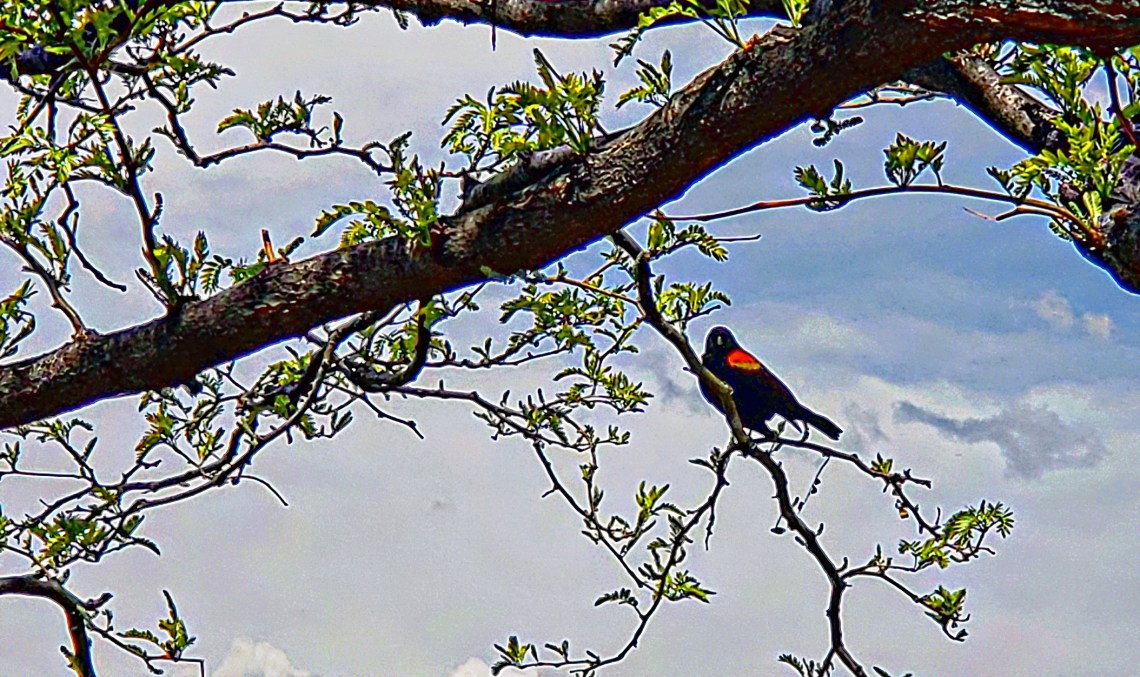 00-redwing-blackbird-20180505_104551_A
