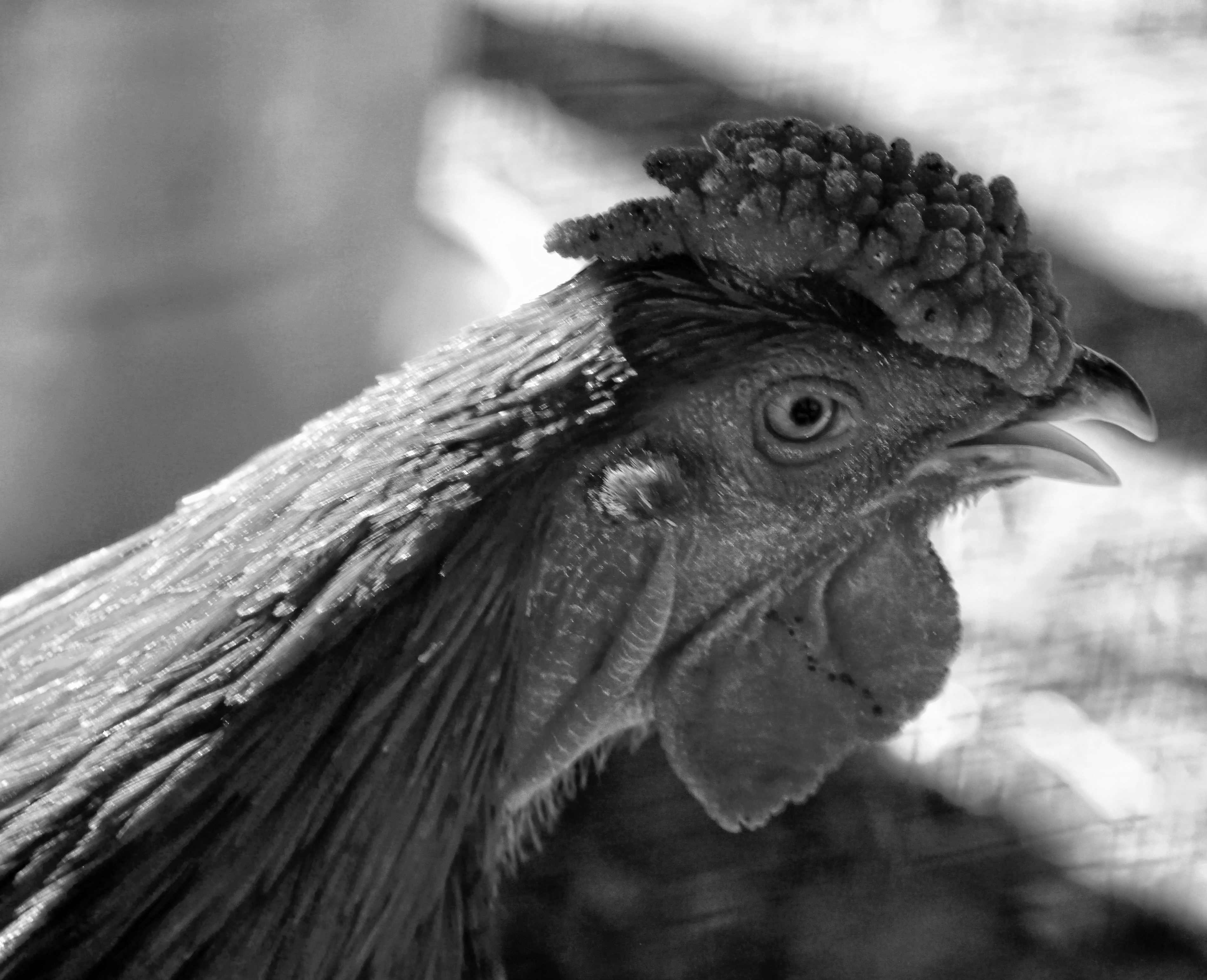 00-rooster-crowing_M