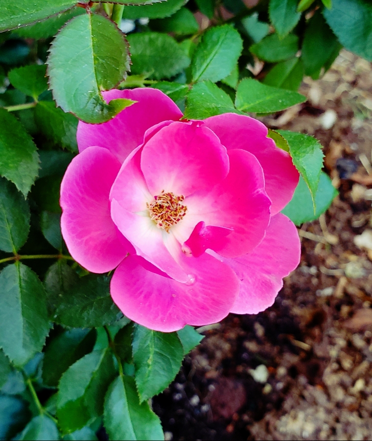 365 Project A Photo a Day – Flamingo&nbsp;Rose