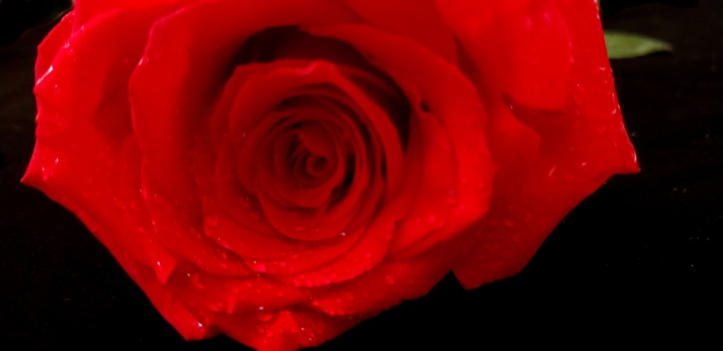 365 Project A Photo a Day – Single Red&nbsp;Rose