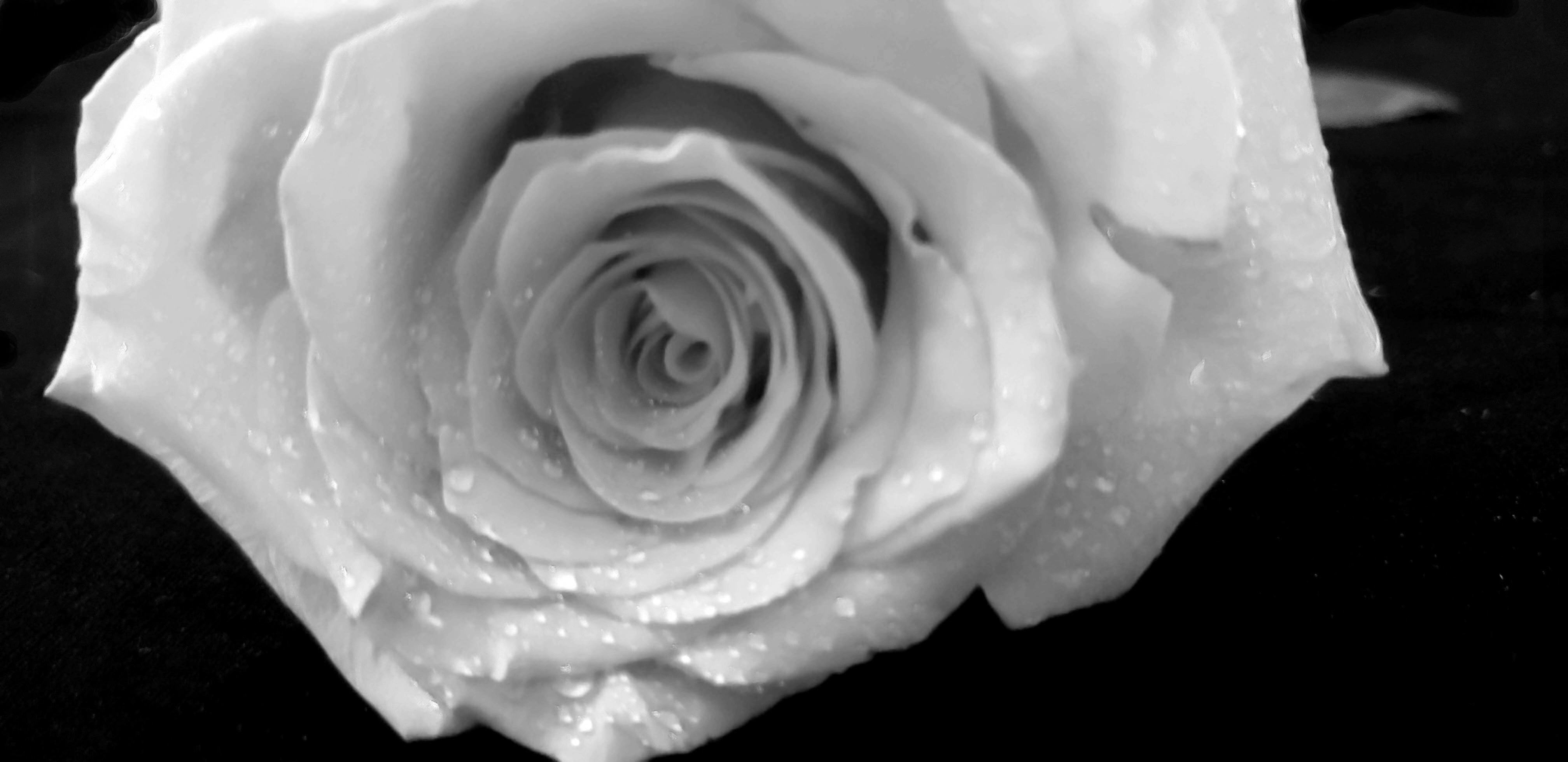 00-Rose-Red-05092018M