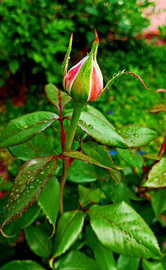 00-rosebud-2018-05-28_11-19-19_A900
