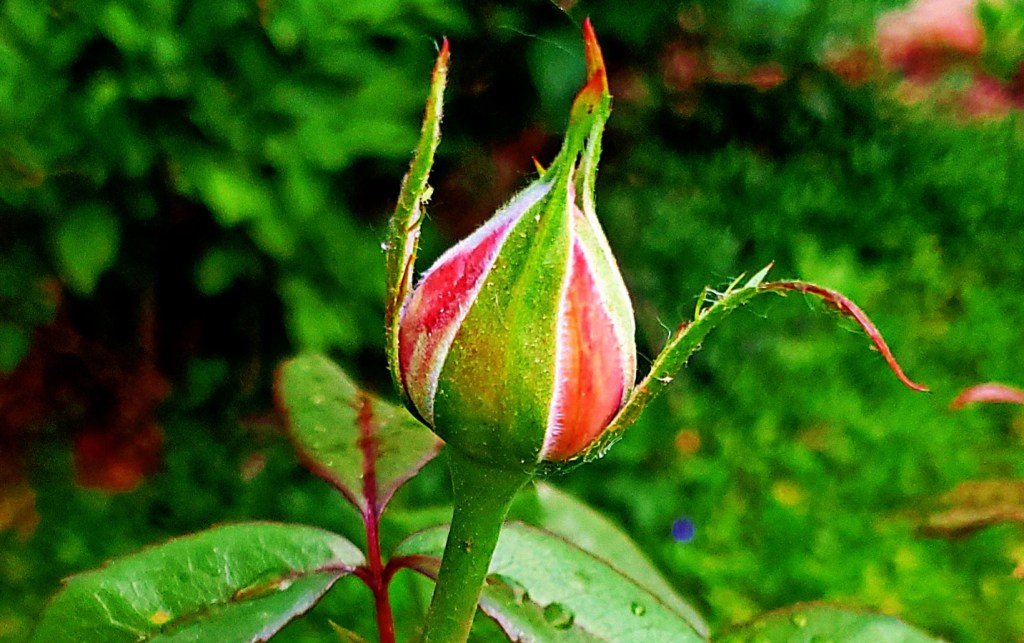 365 Project A Photo a Day – Rose&nbsp;Bud
