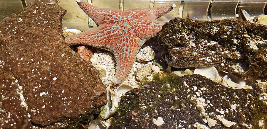 00-starfish-20180429_142255_A900