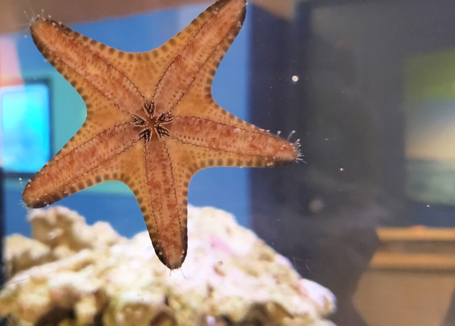 00-starfish-underside-20180429_142307_A900
