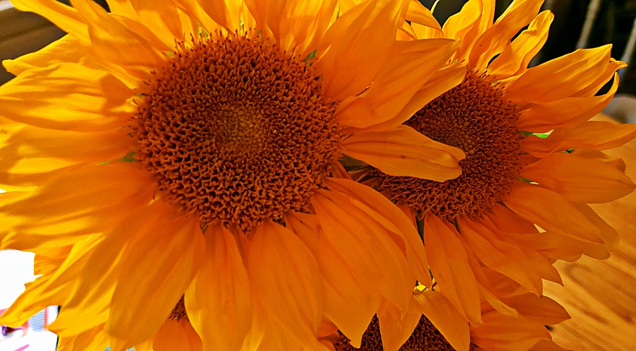 365 Project A Photo a Day – Single&nbsp;Sunflower