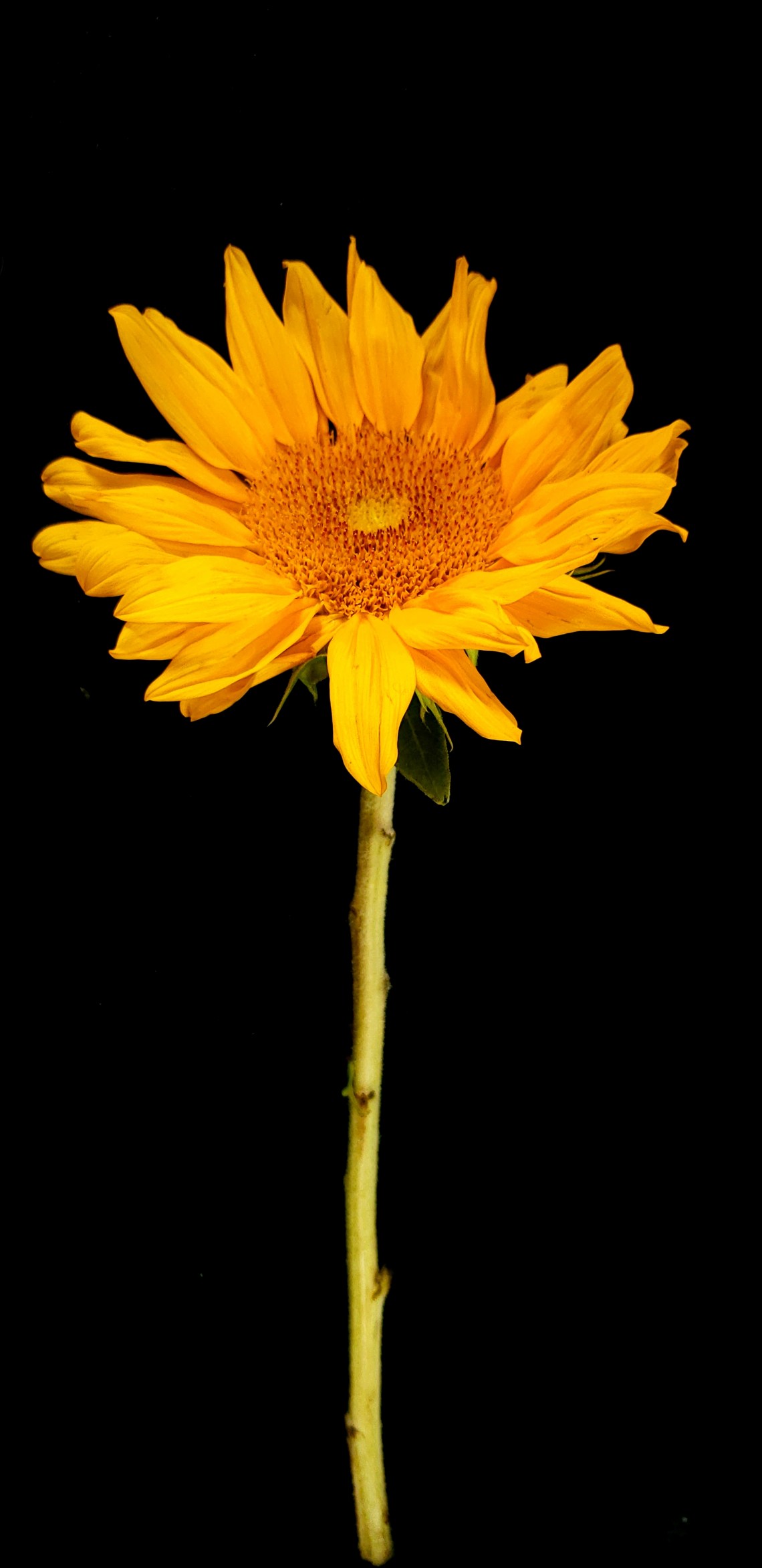 00-sunflower-single-20180510_113656_41978746232_A