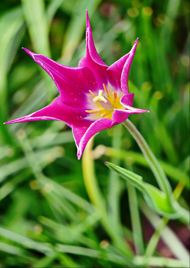 00-tulip-pink-DSC05335_A900