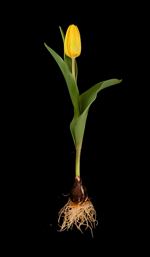 00-Tulip-Yellow-20180508_190045_41941180812_A900
