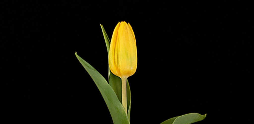365 Project A Photo a Day – Single Yellow&nbsp;Tulip