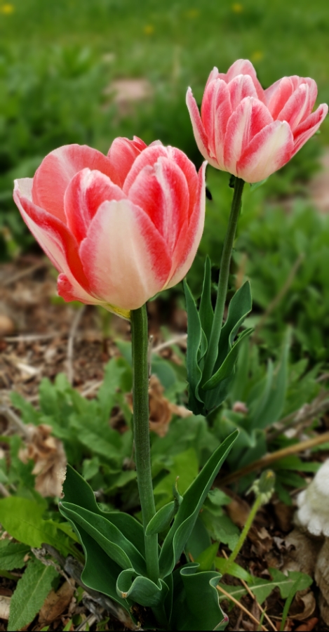 00-tulips-pink-2-20180507_135057A900