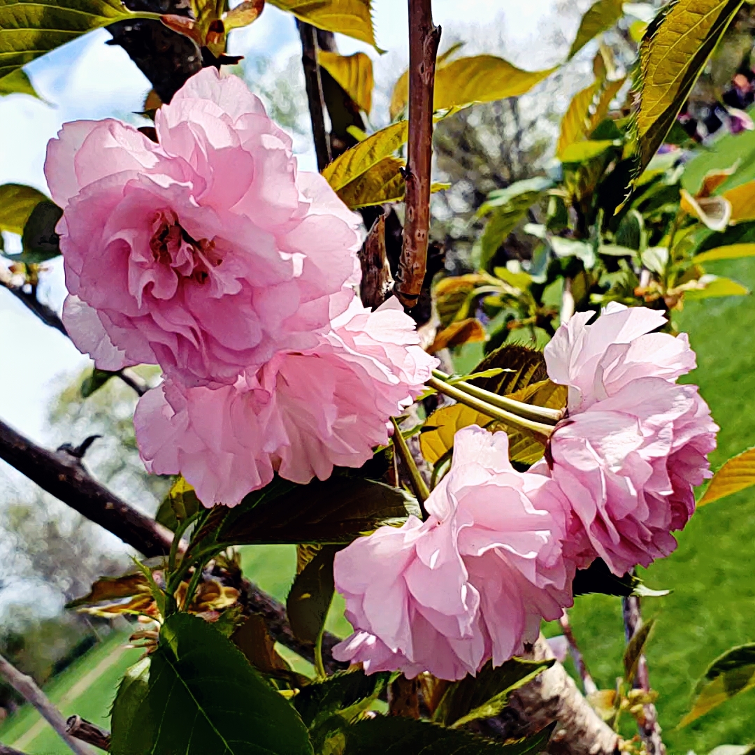 00-washpark-blossoms-20180505_091519_A