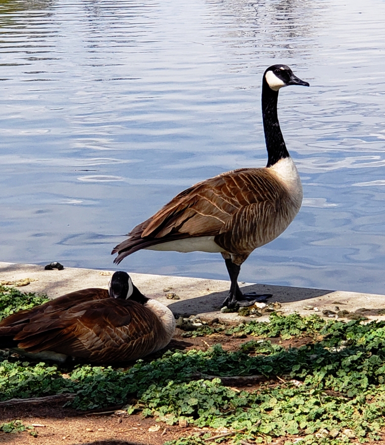 00-washpark-geese-20180505_104448_4101098A900