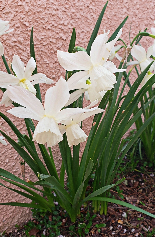 00-whitedaffodils-20180428_144725_A900