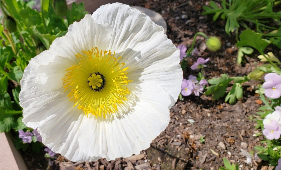 00-whitepoppy-20180512_104808_42062183411A900