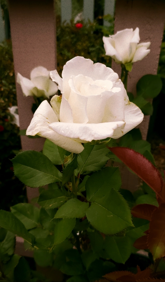 00-whiterose-20180512_170833_A900