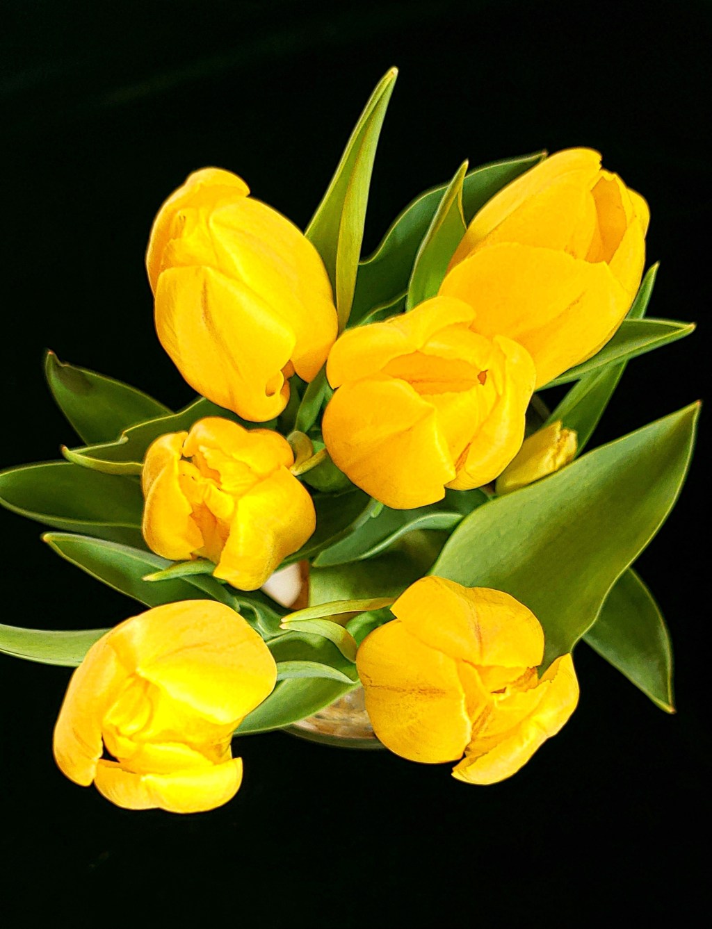 365 Project A Photo a Day – Yellow Tulips in&nbsp;Bloom