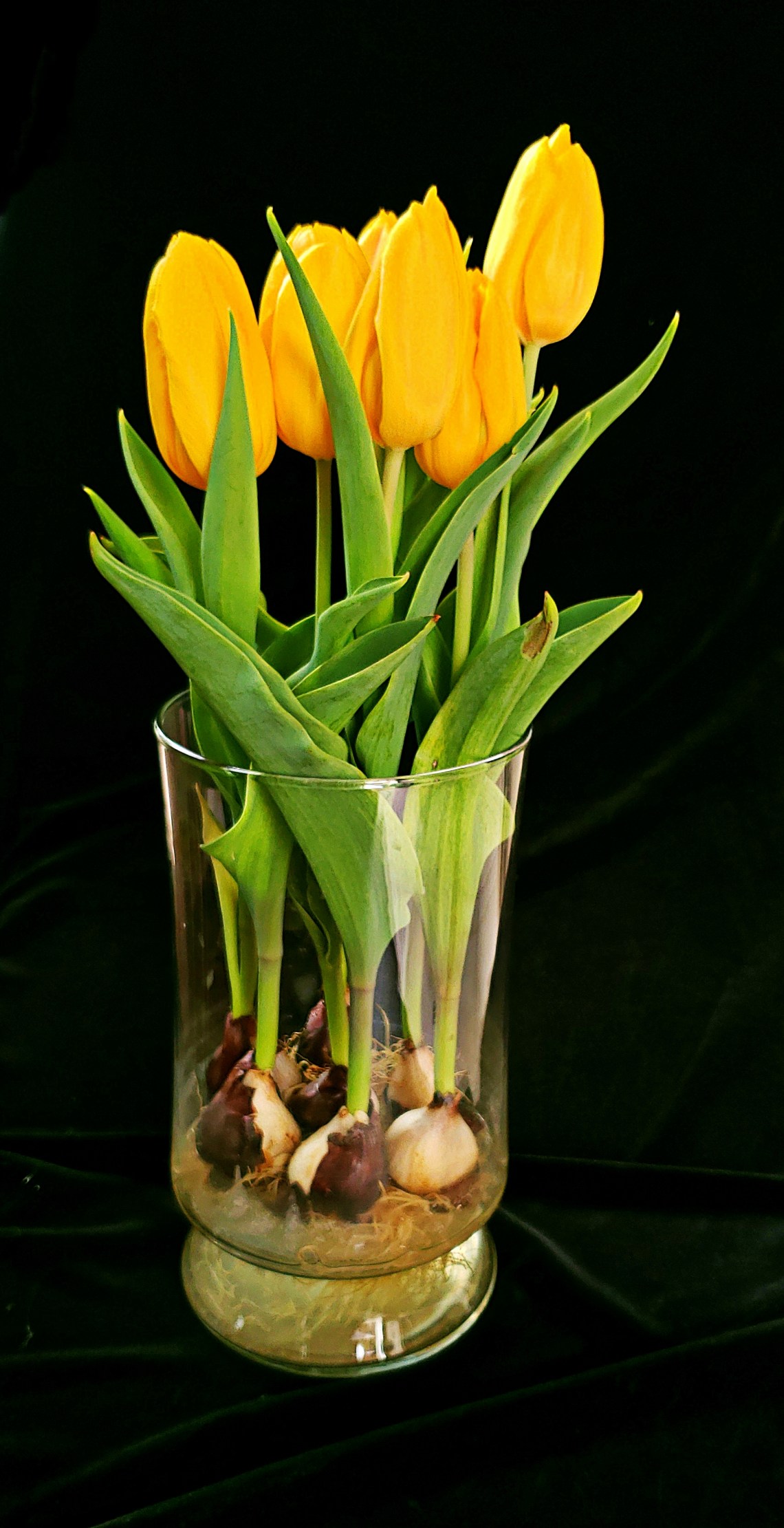 00-yellowtulips-20180511_162522_42002357172A