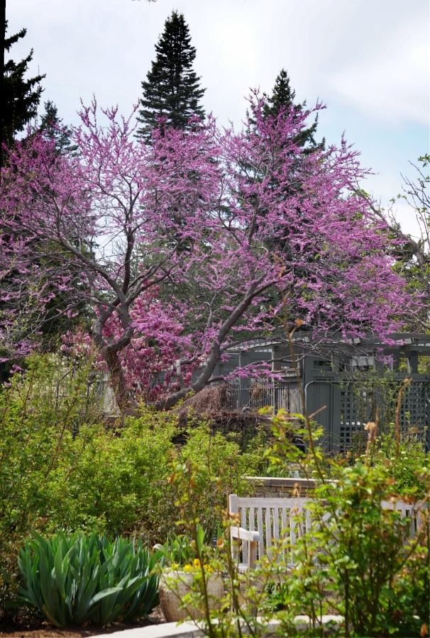 Sunday Trees –&nbsp;338