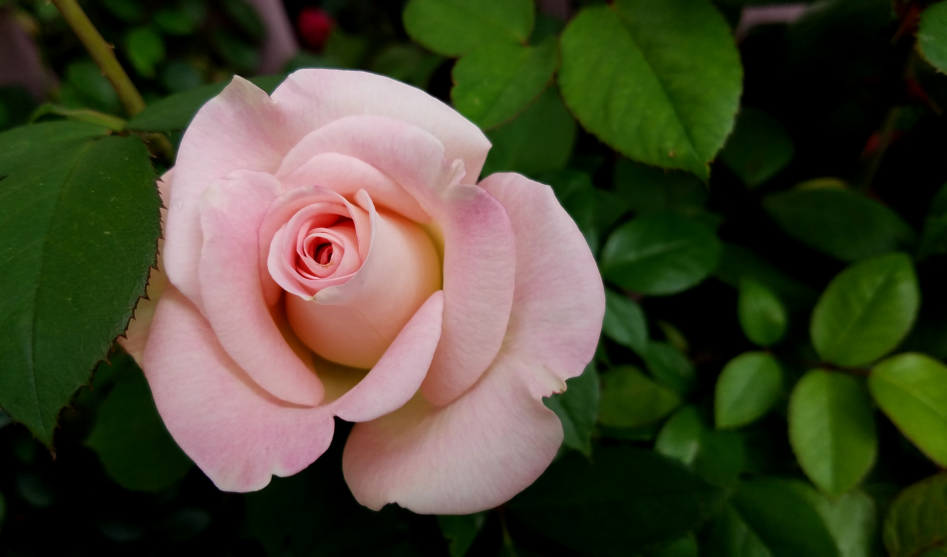 rose-20170529_143340_001