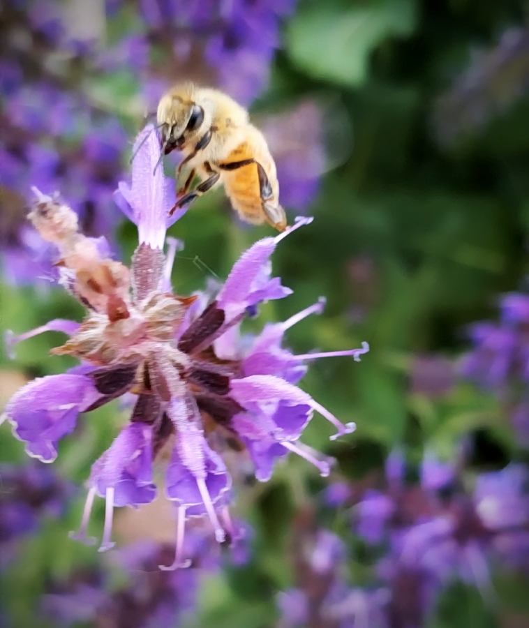 00-Bee-20180602_182714_captureA900