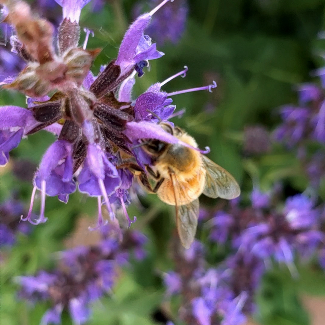 00-beesquared-20180602_182712_captureA