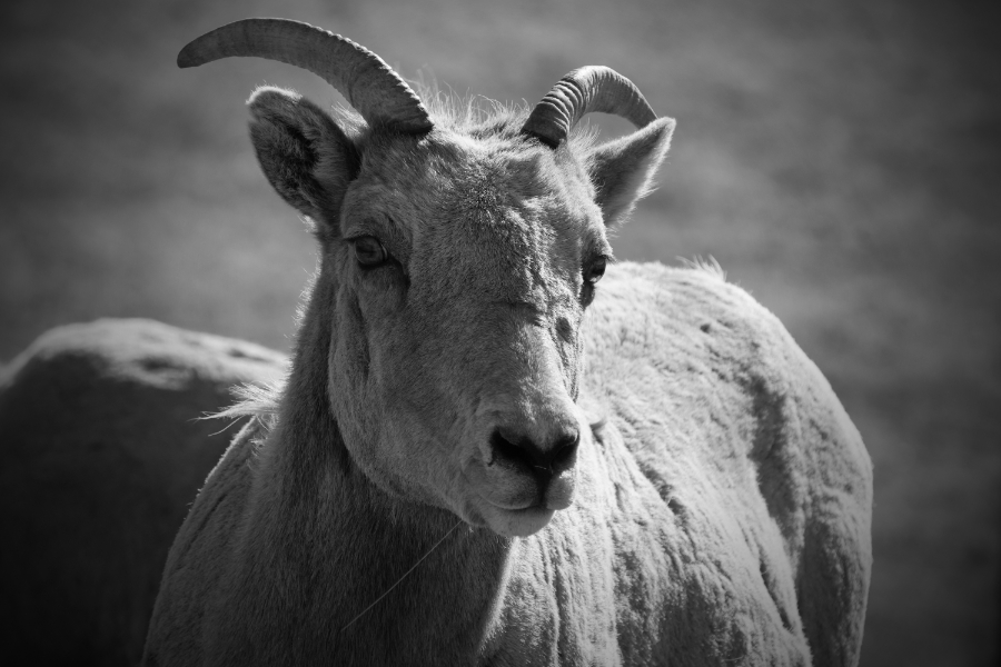 00-bighornsheep-female-M-DSC05275_900