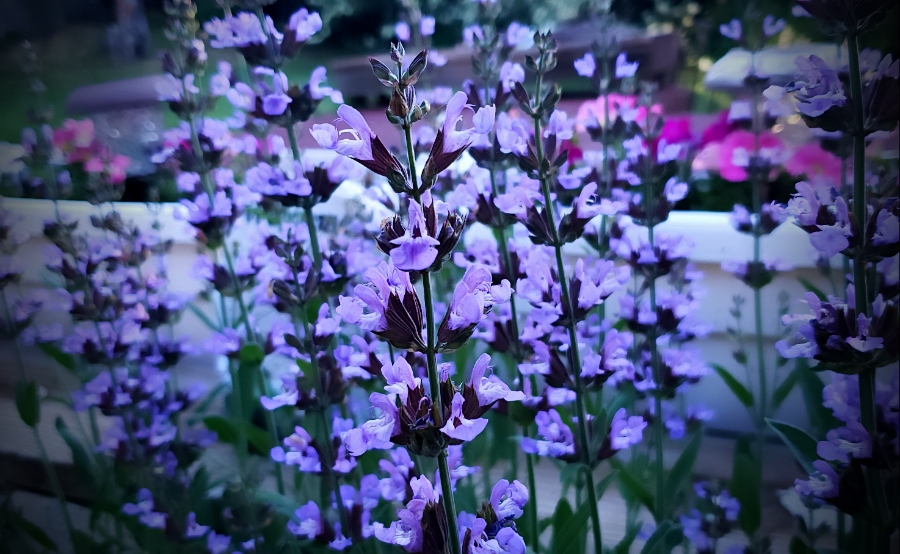 365 Project A Photo a Day – Blooming Sage and a&nbsp;Photobomb