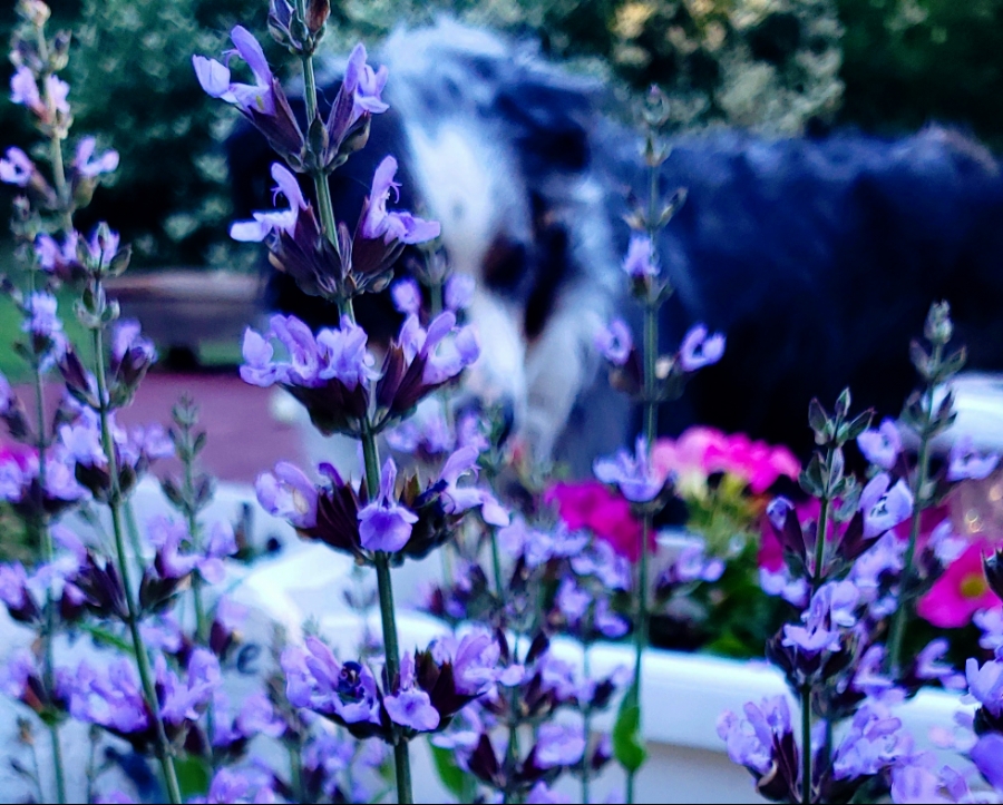 00-bloomingSageandOberon-20180601_192815A900