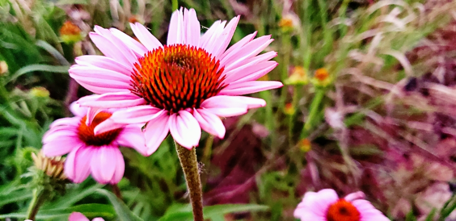 Flower of the Day – June 30, 2018 – Cone&nbsp;Flowers
