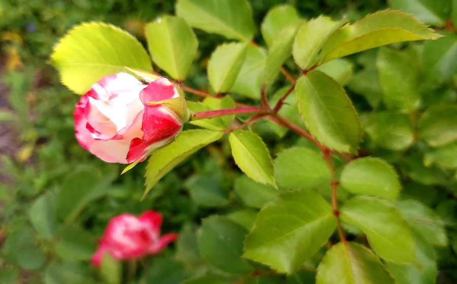 00-gardenrose-41846585994_B900