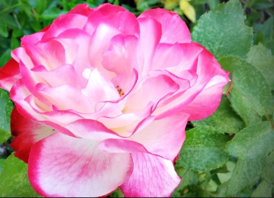 00-gardenrose-42527308711B900