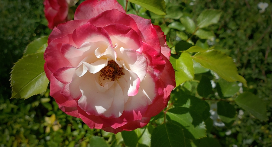 00-gardenrose-42599913562_A900