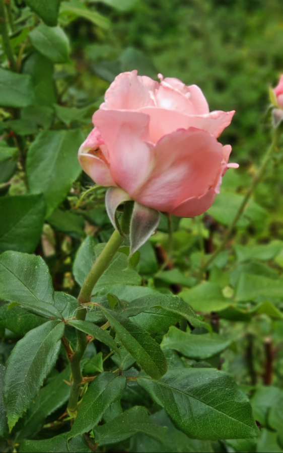 00-GardenRose-Pink-42600327021_fA900