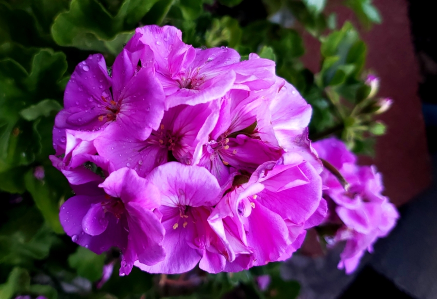 365 Project A Photo a Day – June 12, 2018 