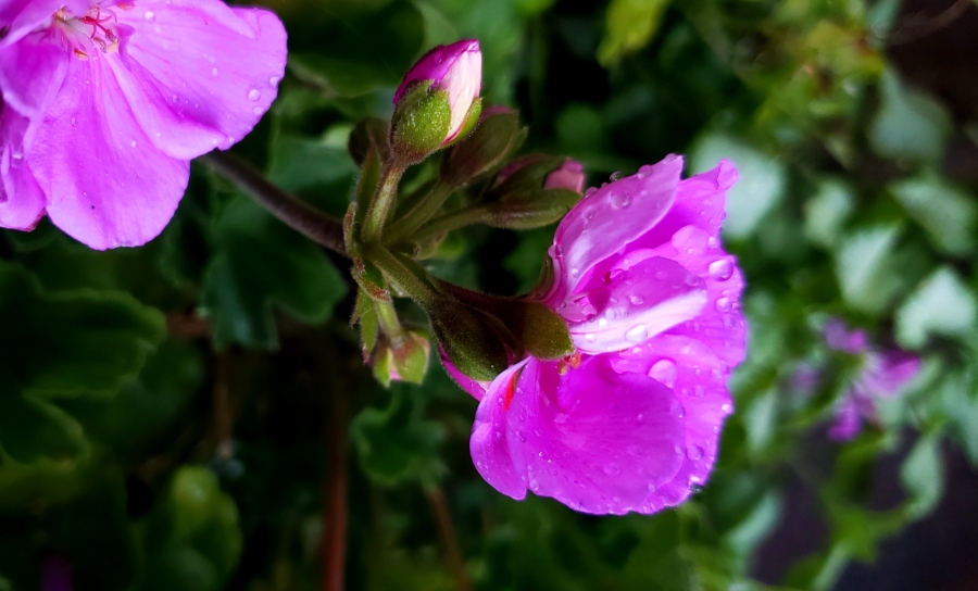 00-geranium-purple-900