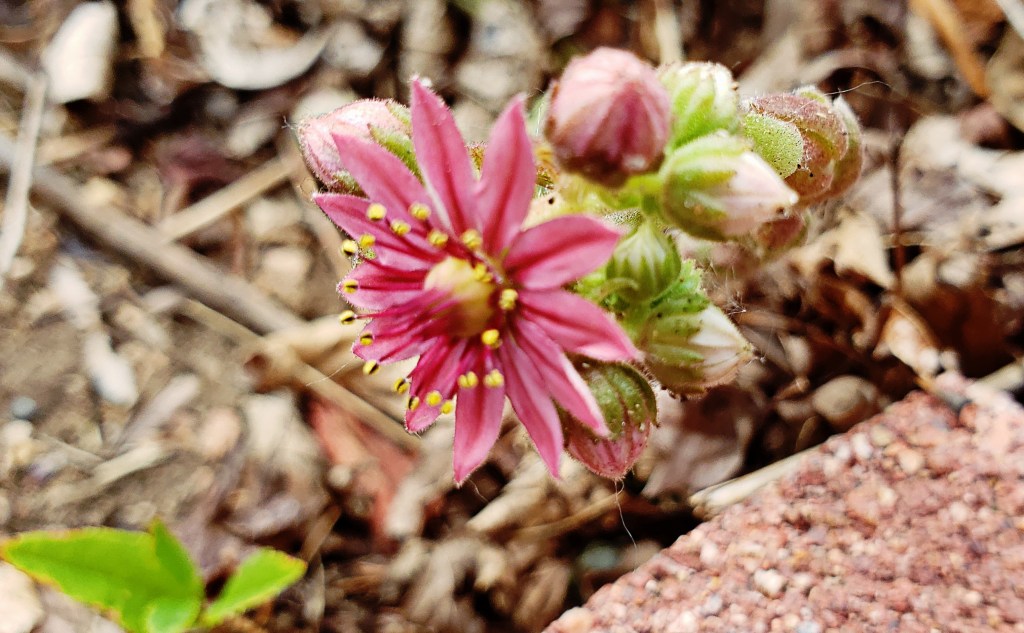 Flower of the Day – June 28, 2018 -Blooming Hens n’&nbsp;Chicks