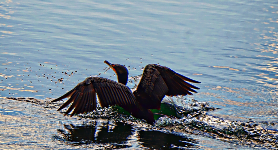 365 Project Photo a Day – June 26,&nbsp;2018