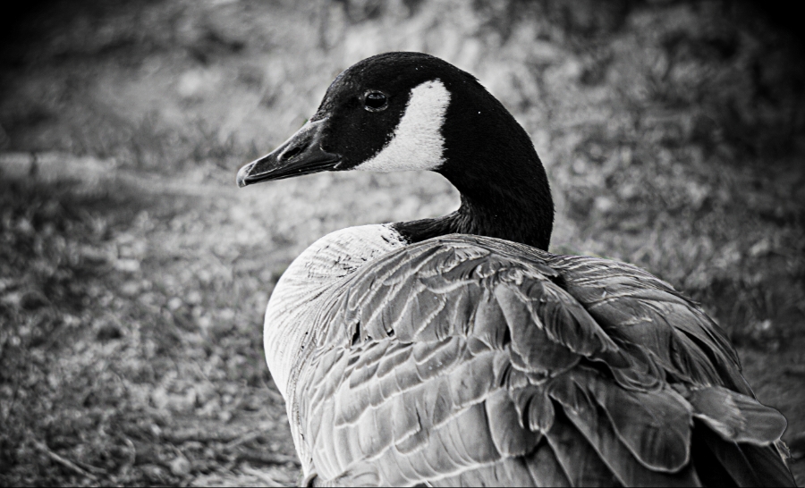 00-KetringLake-Goose-DSC05944_M900