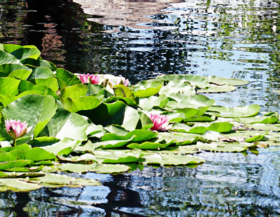 Flower of the Day – June 29, 2018 –&nbsp;Lilies