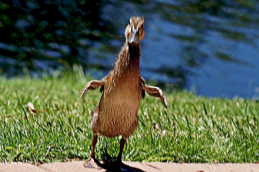 00-LittletonHospital-Duckling-DSC05828_A900