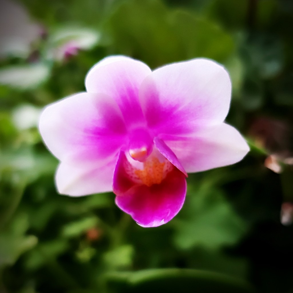 Flower of the Day – June 12, 2018 –&nbsp;Orchid