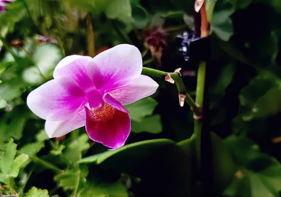 00-Orchid-42601707902_A900