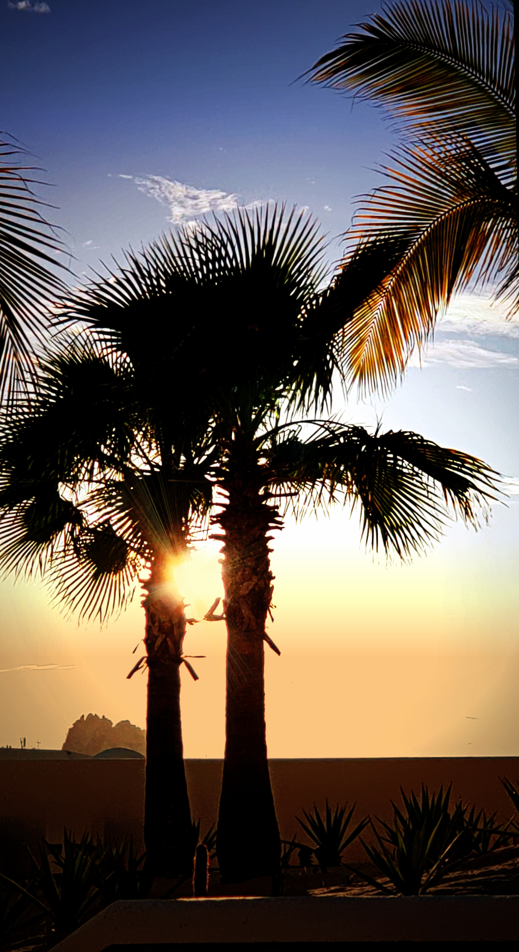 00-palmtrees-cabo-backlit-20180401_184503_A