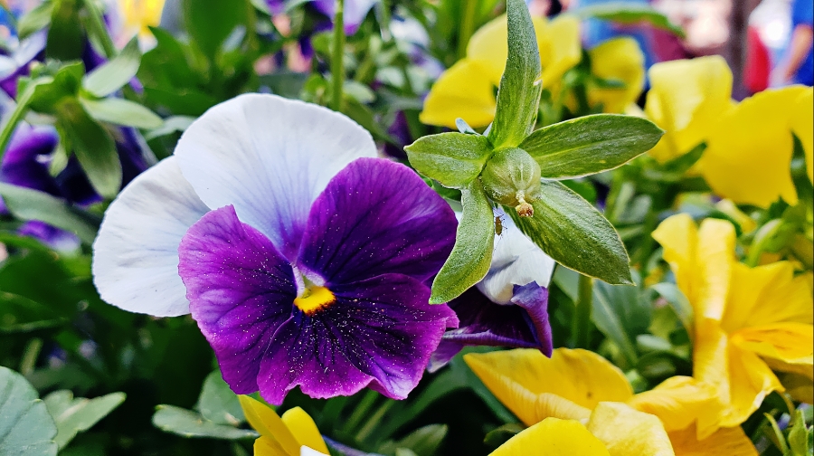 00-pansy-20180603_122605_A900