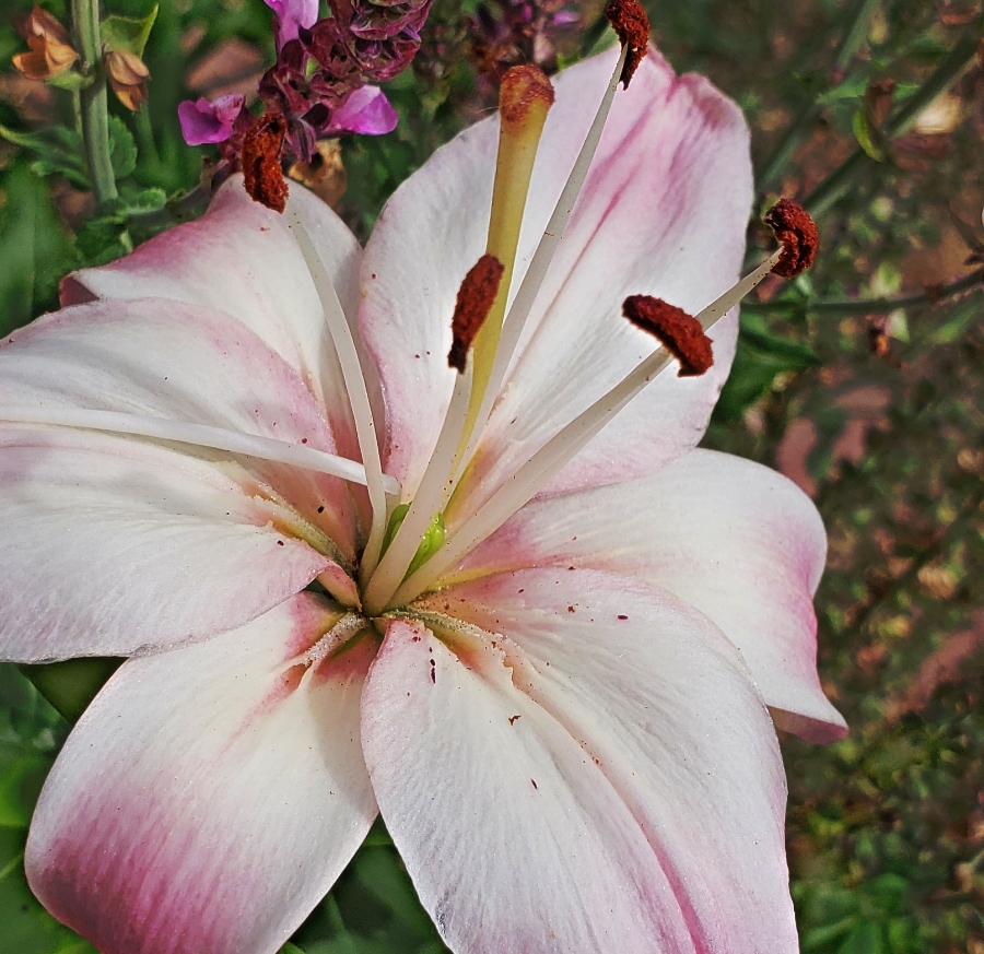 00-pinkdaylily-20180629_154750_B900