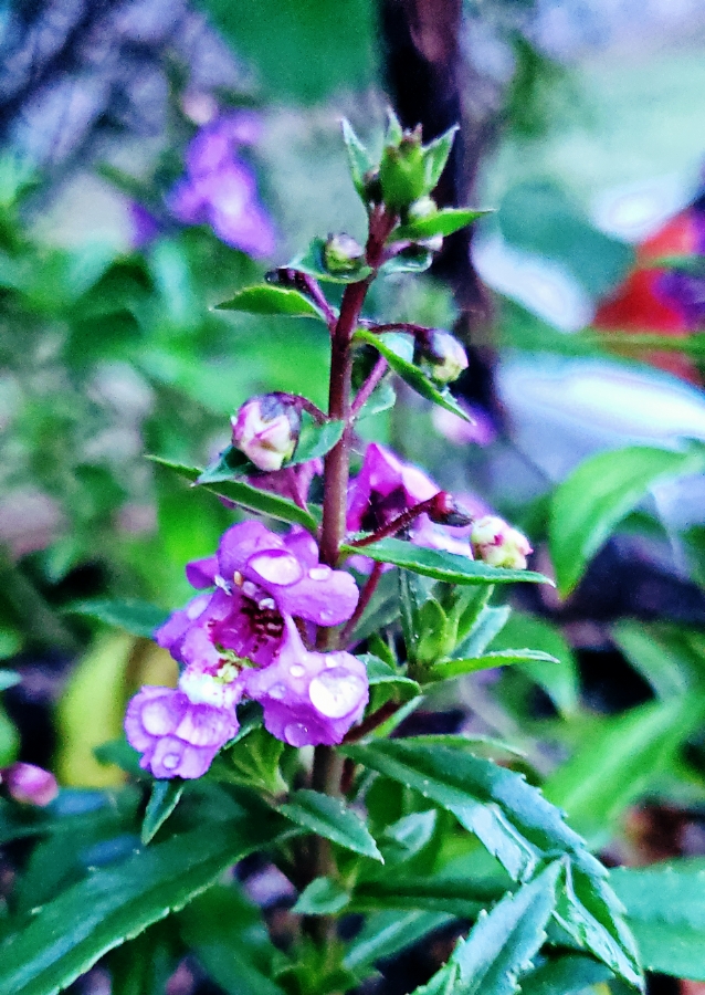 Flower of the Day – June 10,&nbsp;2018